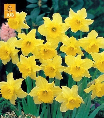 Narcissus 'Carlton'