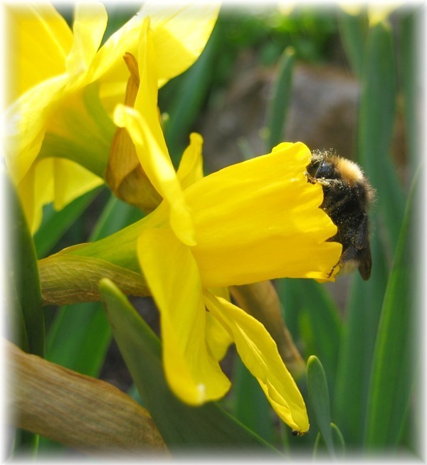 Narcissus 'Carlton'