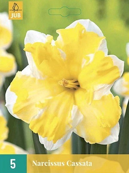 Narcissus 'Cassata'