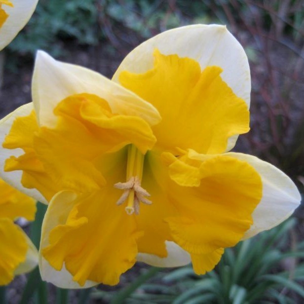 Narcissus 'Chanterelle'