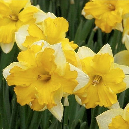 Narcissus 'Chanterelle'
