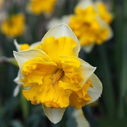 Narcissus 'Chanterelle'