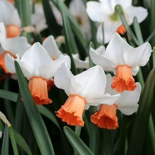 Narcissus 'Charming Lady'