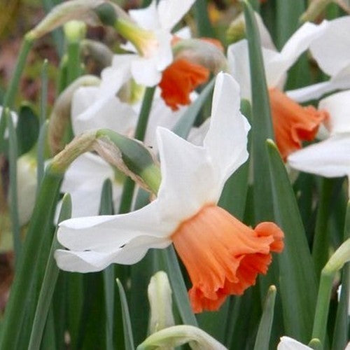Narcissus 'Charming Lady'