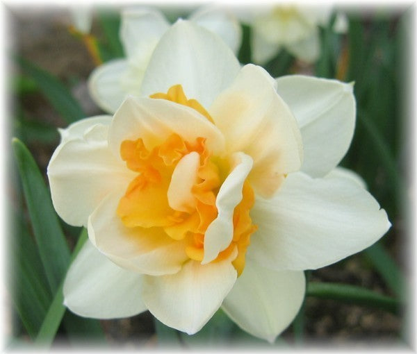 Narcissus 'Delnashaugh'