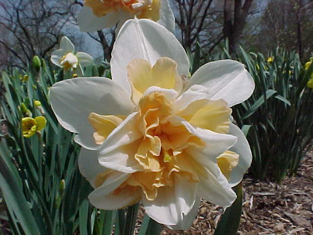 Narcissus 'Delnashaugh'