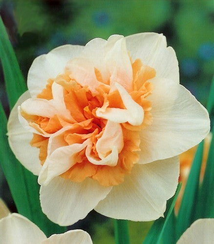 Narcissus 'Delnashaugh'