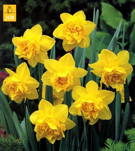 Narcissus 'Golden Ducat'