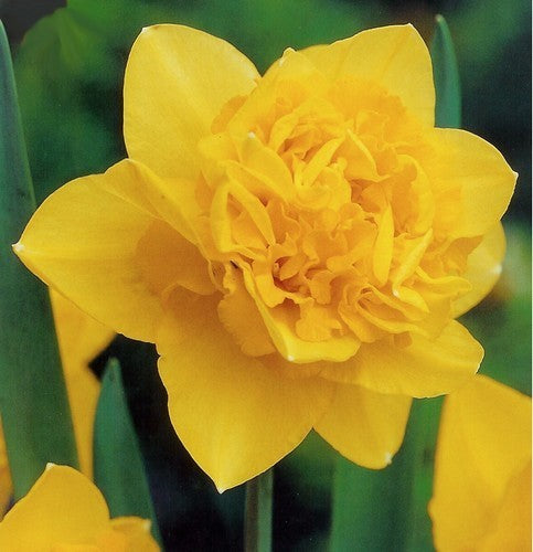Narcissus 'Golden Ducat'