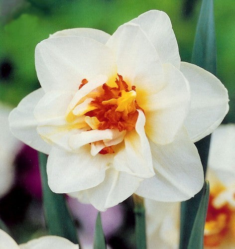 Narcissus 'Flower Drift'