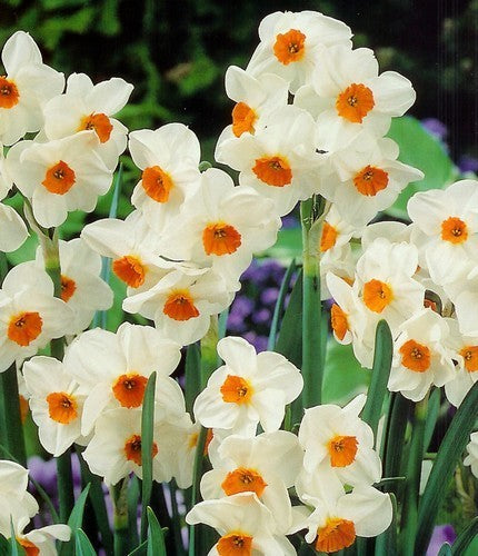 Narcissus x poetaz 'Geranium'