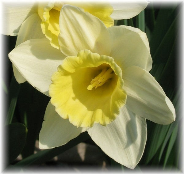 Narcissus 'Ice Follies'