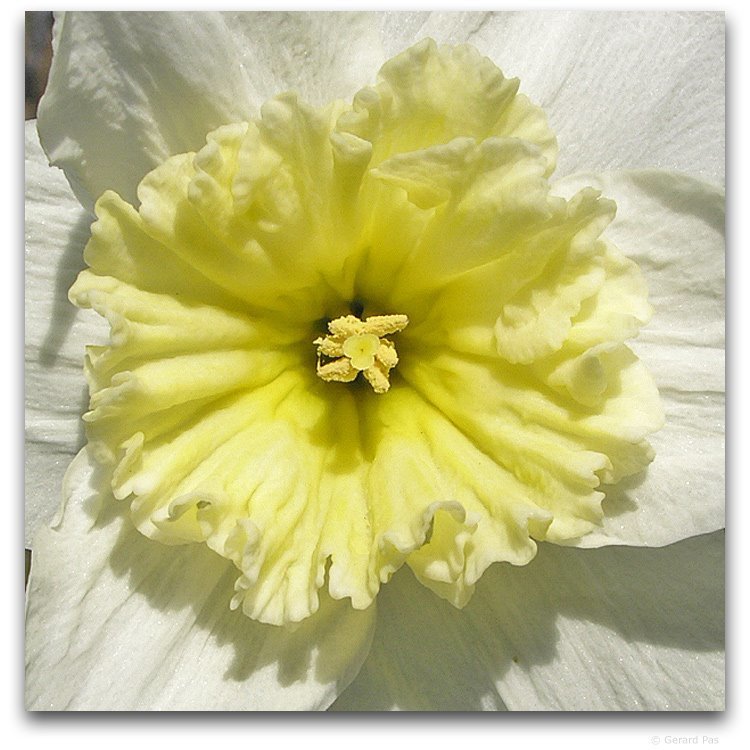 Narcissus 'Ice Follies'