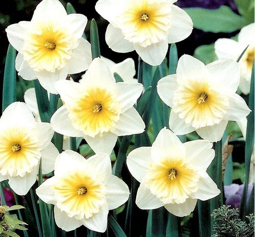 Narcissus 'Ice Follies'