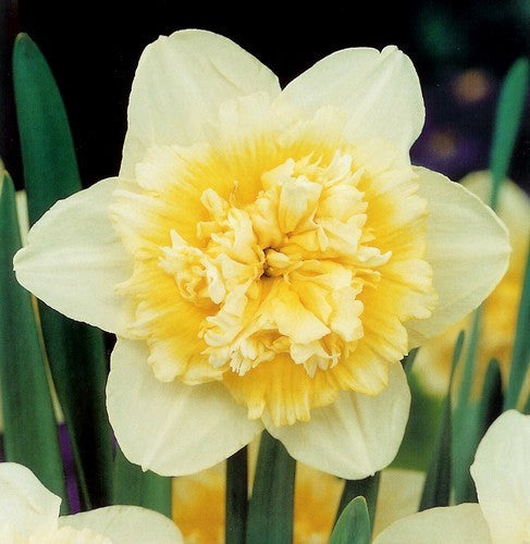 Narcissus 'Ice King'