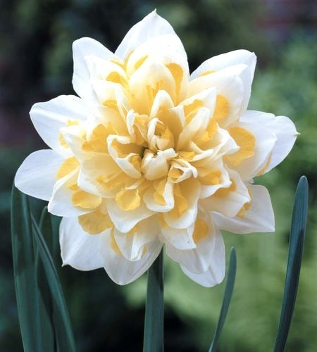 Narcissus 'Westward'