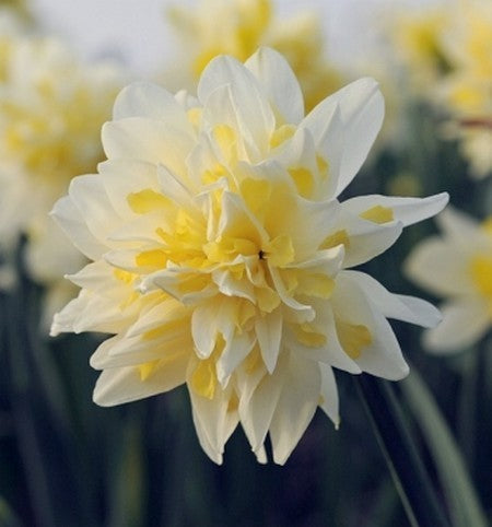 Narcissus 'Westward'