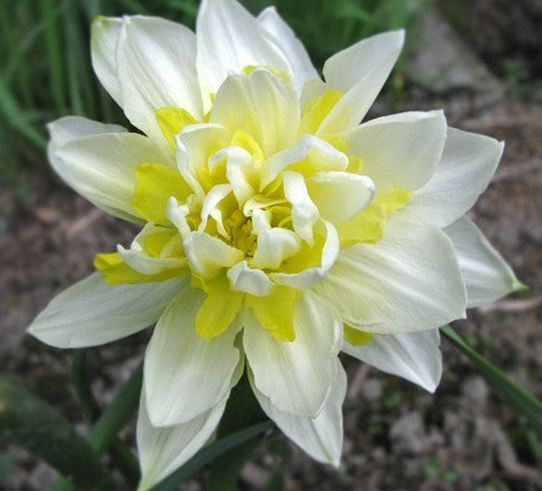 Narcissus 'Westward'