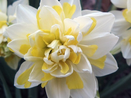 Narcissus 'Westward'