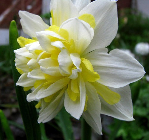 Narcissus 'Westward'