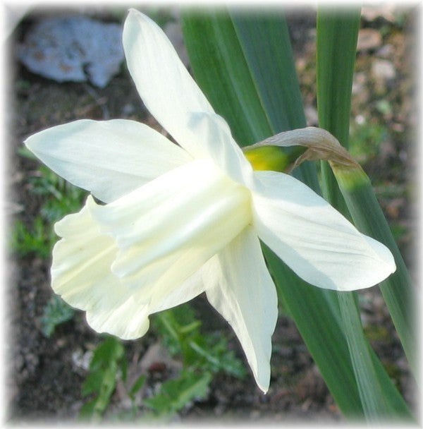 Narcissus 'Mount Hood'