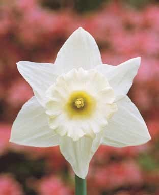 Narcissus 'Mount Hood'