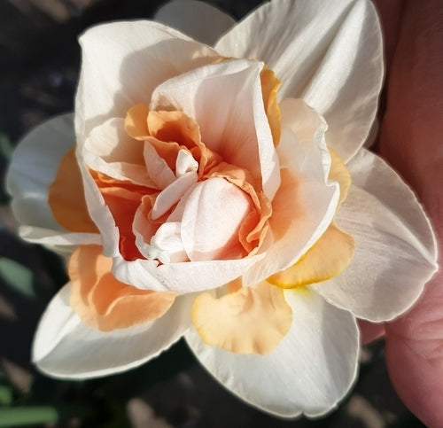Narcissus 'Replete'