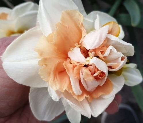 Narcissus 'Replete'