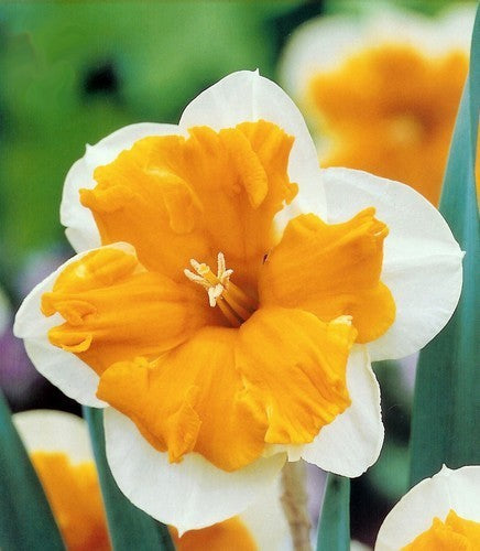 Narcissus 'Orangery'