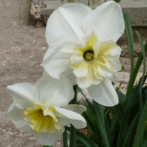 Narcissus 'Papillon Blanc'