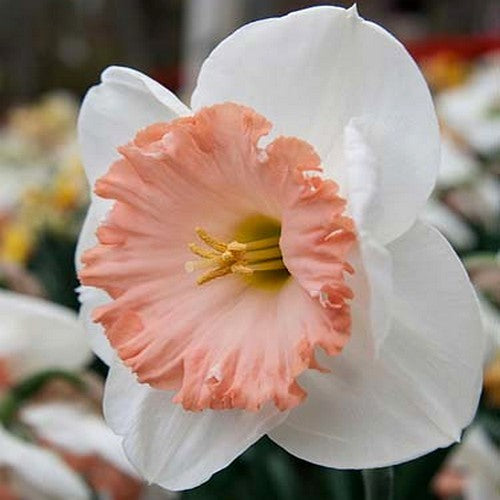 Narcissus 'Mon Cheri'