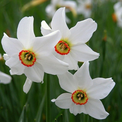 Narcissus poeticus 'Recurvus'
