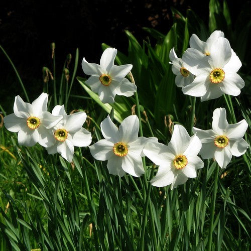 Narcissus poeticus 'Recurvus'