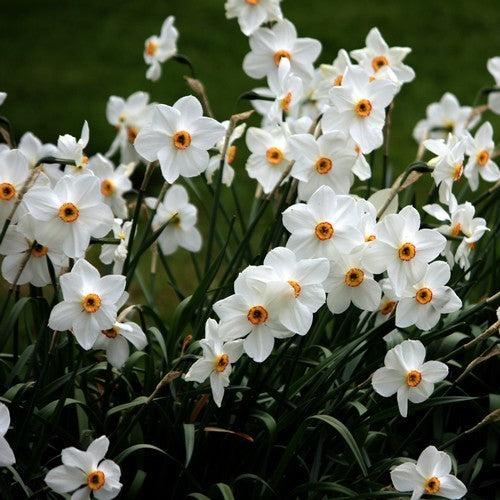 Narcissus poeticus 'Recurvus'