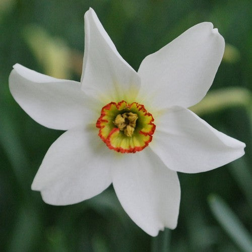 Narcissus poeticus 'Recurvus'