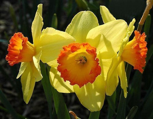Narcissus 'Red Devon'