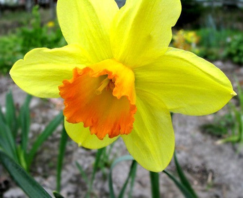 Narcissus 'Red Devon'