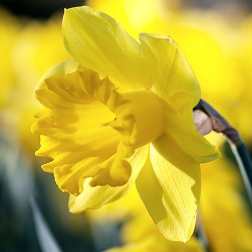 Narcissus 'Rijnveld'S Early Sensation''