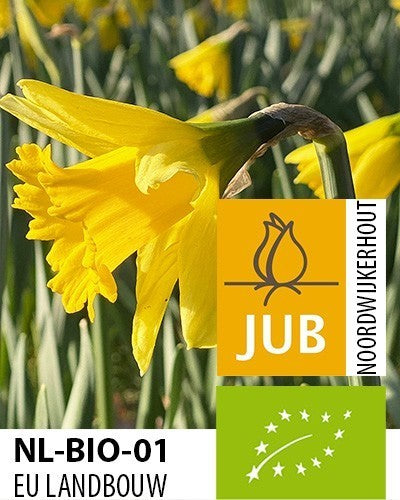 Narcissus 'Rijnveld'S Early Sensation''
