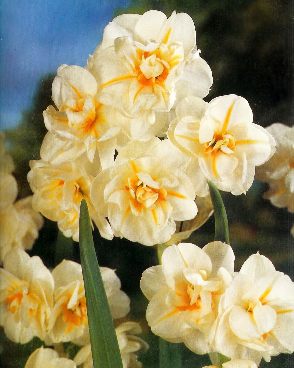 Narcissus 'Sir Winston Churchill'