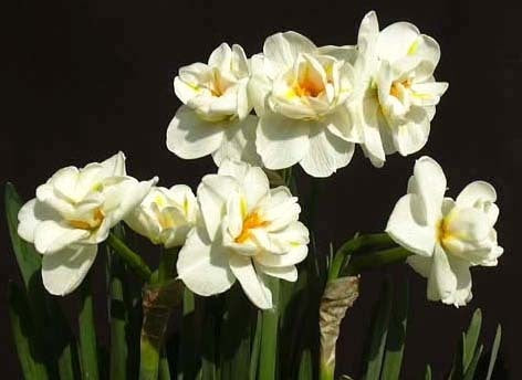 Narcissus 'Sir Winston Churchill'