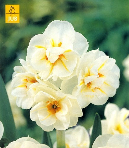 Narcissus 'Sir Winston Churchill'