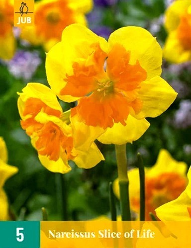 Narcissus 'Slice of Life'