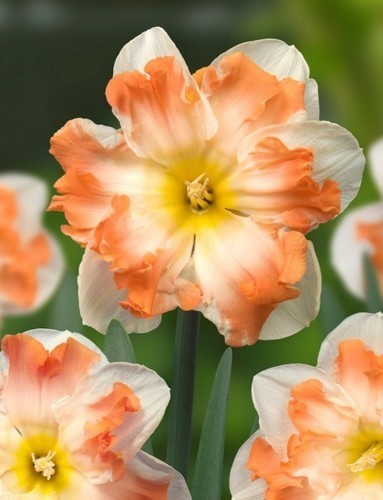 Narcissus 'Sunny Girlfriend'