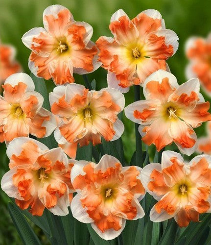 Narcissus 'Sunny Girlfriend'