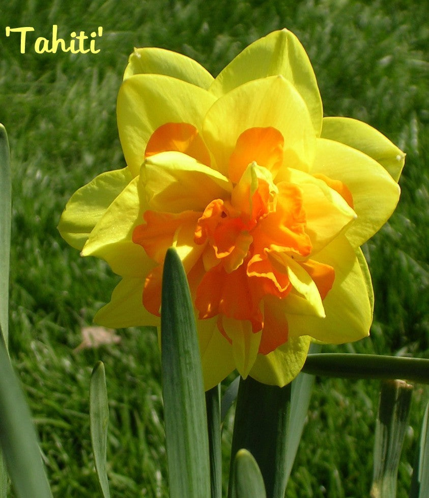 Narcissus 'Tahiti'