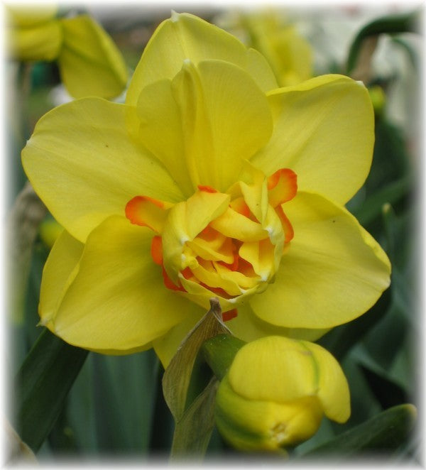 Narcissus 'Tahiti'