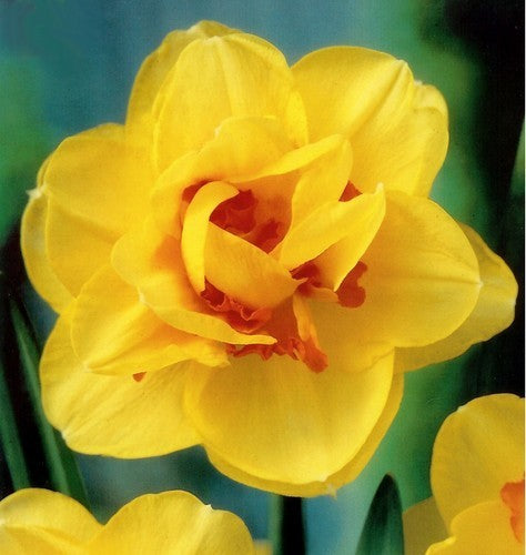 Narcissus 'Tahiti'