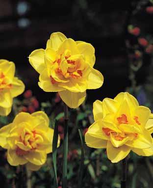 Narcissus 'Tahiti'