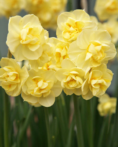 Narcissus 'Yellow Cheerfullness'